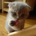 cute_cats_4 (1)
